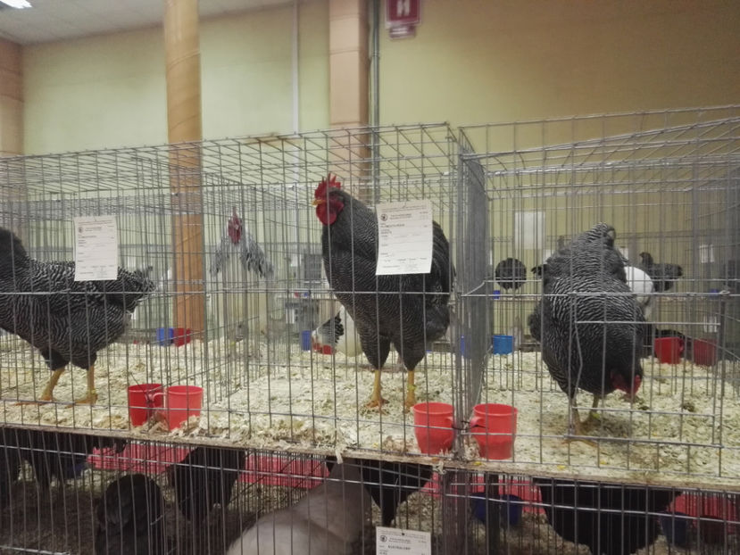  - Rezultate obtinute la Expozitia nationala Bucuresti 2017