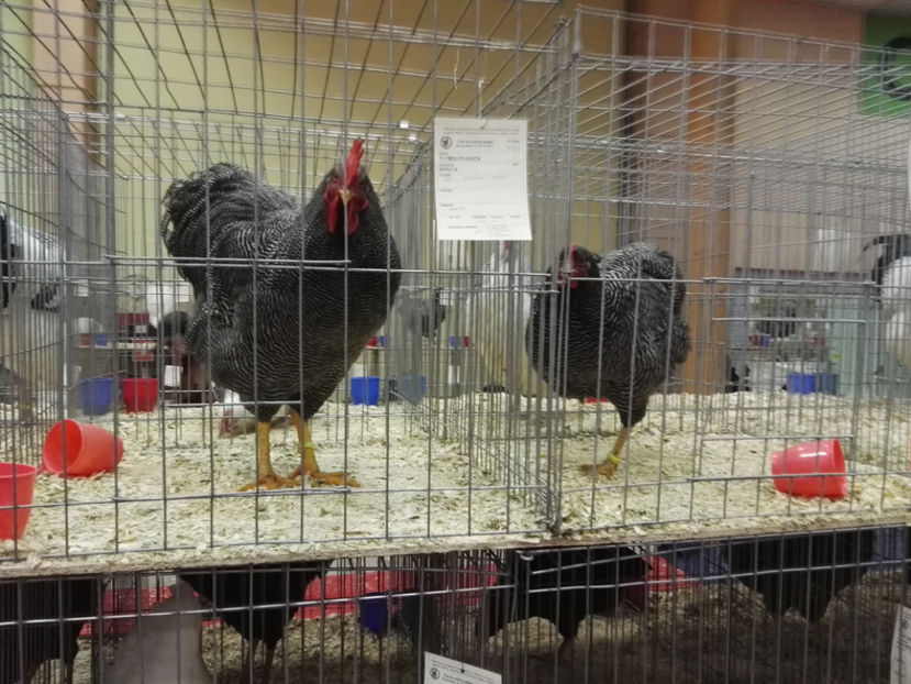  - Rezultate obtinute la Expozitia nationala Bucuresti 2017