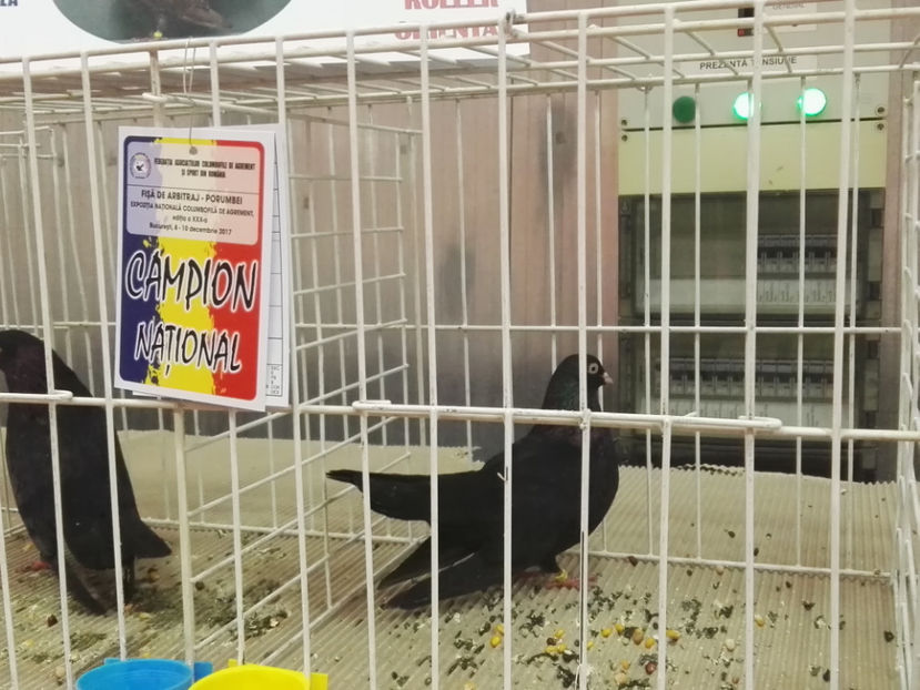  - Rezultate obtinute la Expozitia nationala Bucuresti 2017