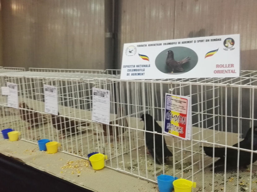  - Rezultate obtinute la Expozitia nationala Bucuresti 2017