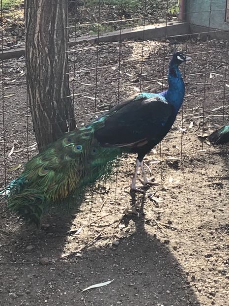 mascul umar negru 2013 - VANZARI-SCHIMBURI-CUMPARARI