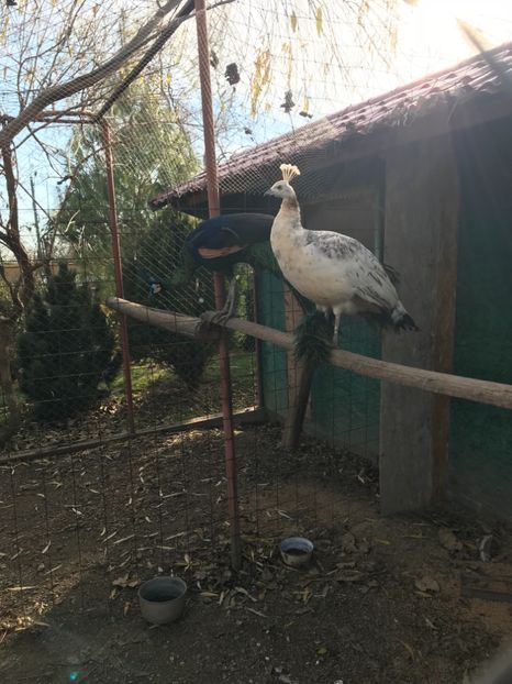 paunita umar negru 2014 - VANZARI-SCHIMBURI-CUMPARARI