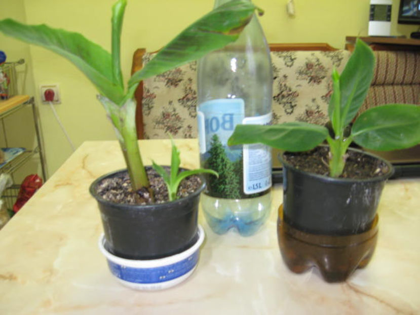 Picture 8617 - Bananier pitic