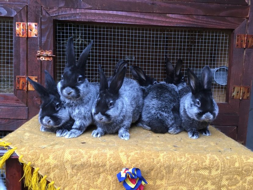 18.12.2017 4 M si 3 F - 2 Cuib 21-10-2017 - 7 pui