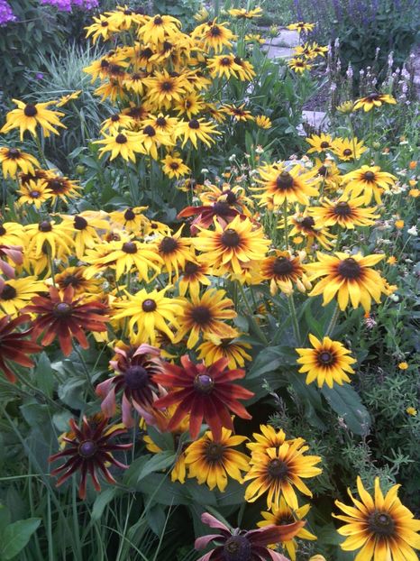  - 01-Flori din curtea mea 2017