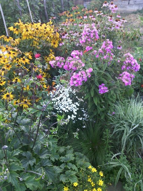  - 01-Flori din curtea mea 2017