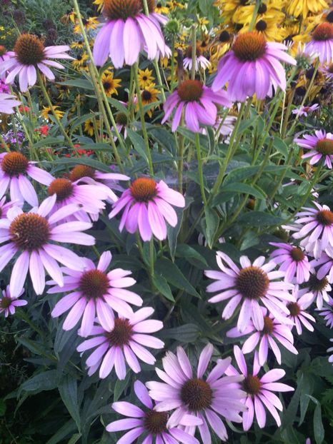  - 01-Flori din curtea mea 2017