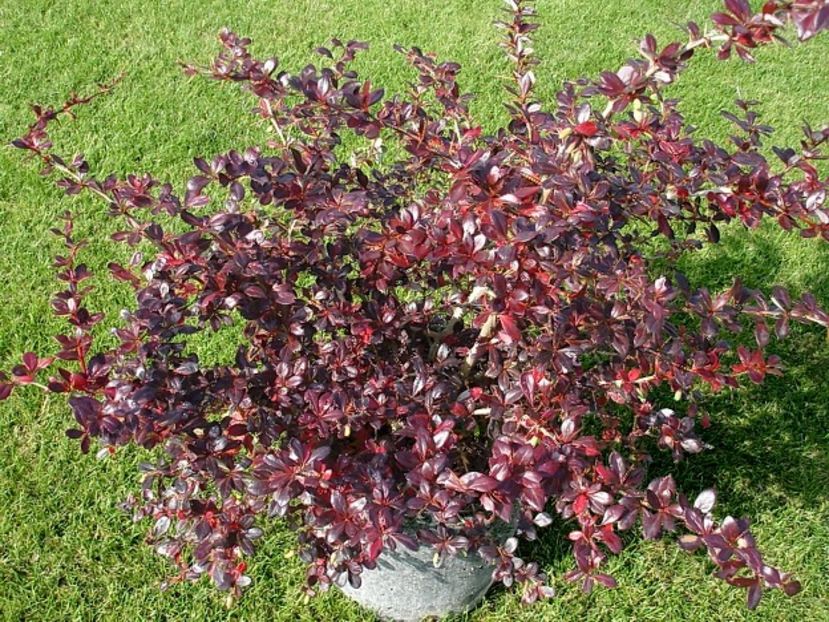 (Berberis media Red Juwel) 50 cm - _Arbori_Arbusti