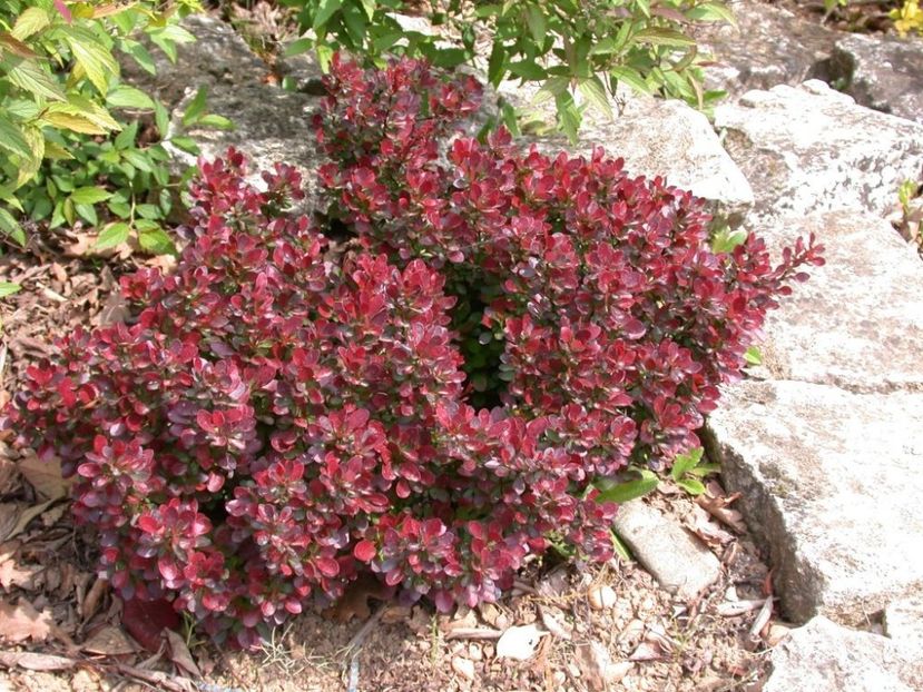 (Berberis th.Atropurpurea Nana) 60 - _Arbori_Arbusti