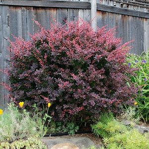 (Berberis thunbergii Atropurpurea) 150 cm - _Arbori_Arbusti