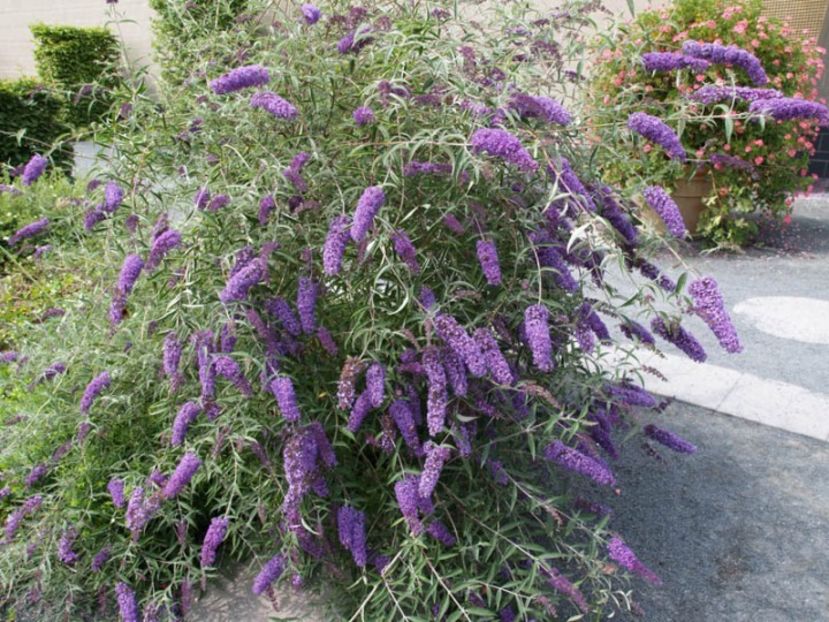 (Buddleja d.Nanho Blue) 200 cm - _Arbori_Arbusti