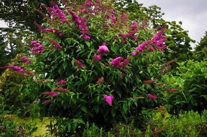 (Buddleja d.Royal Red) 200 - _Arbori_Arbusti