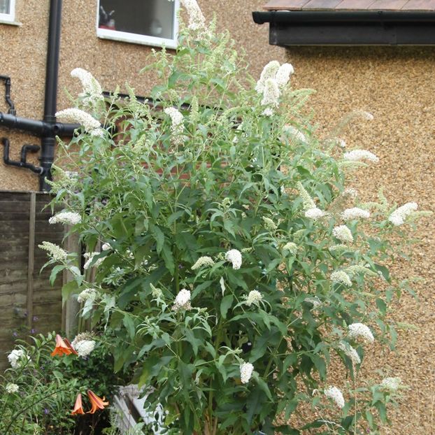 (Buddleja dav. 'White Profusion') 200 cm - _Arbori_Arbusti