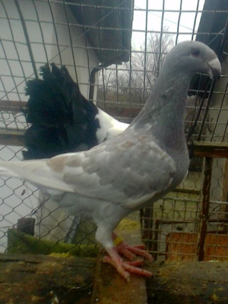 Mascul 5 - 11 --- Masculi