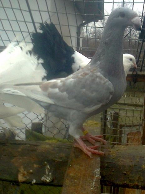 M 2017 - 11 --- Masculi