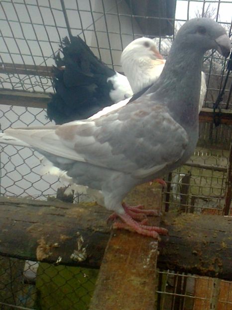 fotografie3268_001 - 11 --- Masculi