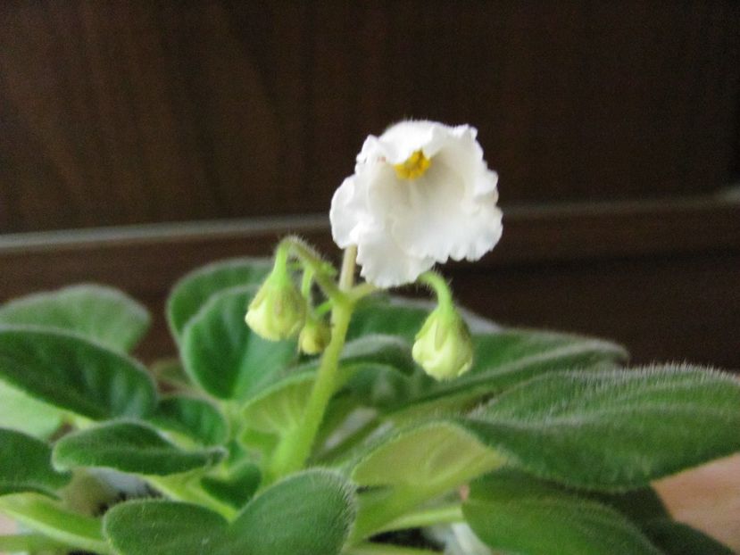  - ZZZAlan-s White Feather