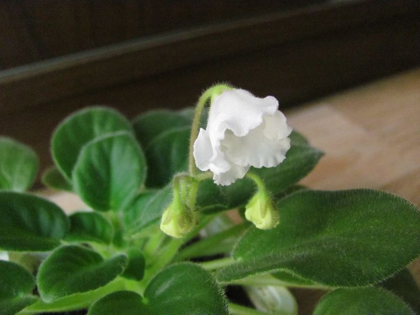  - ZZZAlan-s White Feather