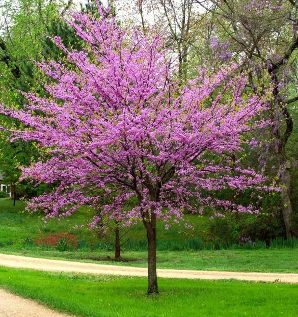 (Cercis canadensis) 5-10 - _Arbori_Arbusti