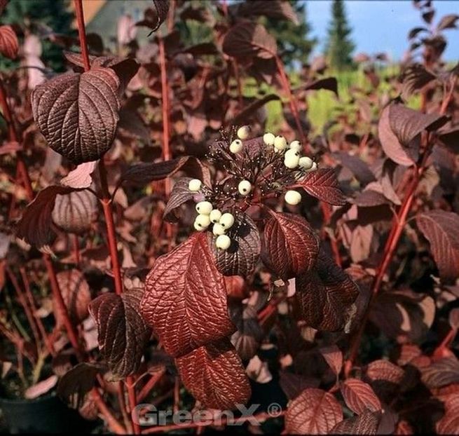 (Cornus alba 'Siberian Pearls') 300 - _Arbori_Arbusti