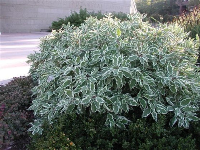 (Cornus alba 'Sibirica Variegata') 300 - _Arbori_Arbusti