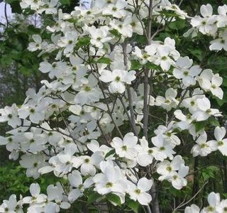 (Cornus florida) 300 - _Arbori_Arbusti