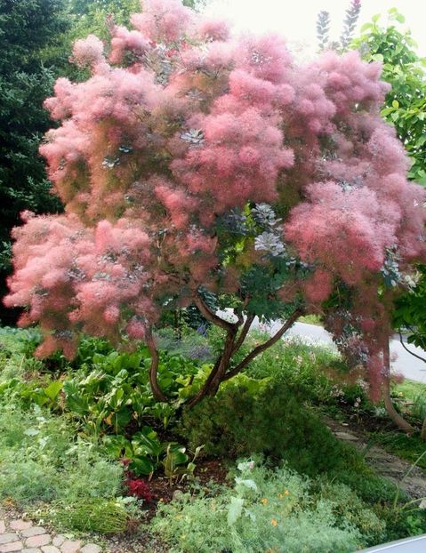 (Cotinus coggygria) 300 - _Arbori_Arbusti