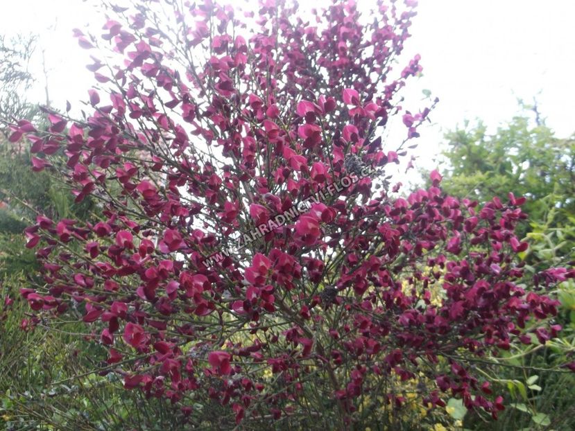 (Cytisus 'Boskoop Ruby') 150 - _Arbori_Arbusti