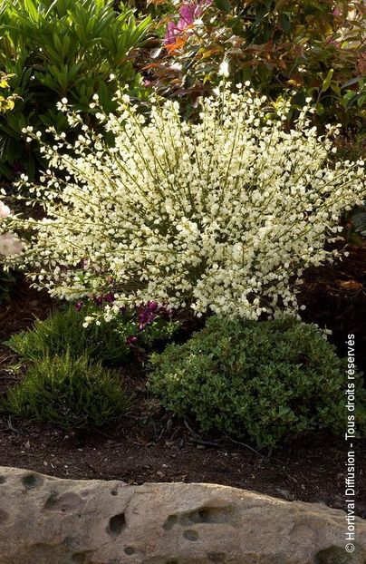 (Cytisus praecox 'Albus') 150 - _Arbori_Arbusti