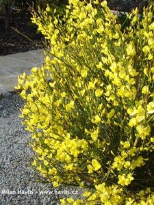 (Cytisus praecox 'Allgold') 150 - _Arbori_Arbusti