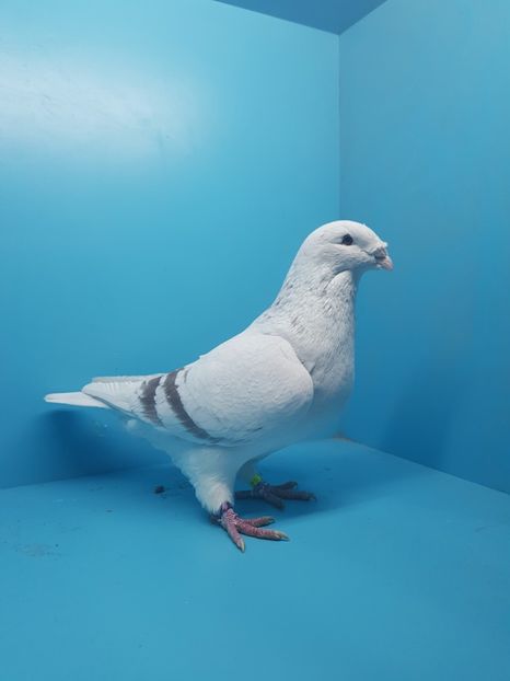 2 mascul 2017 - 4-Tineret 2017