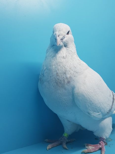 3 mascul 2017 - 4-Tineret 2017