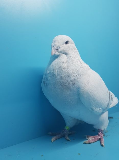 3 mascul 2017 - 4-Tineret 2017