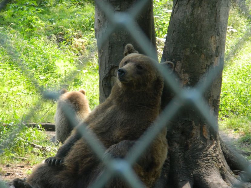  - 2017 ZOO BRASOV