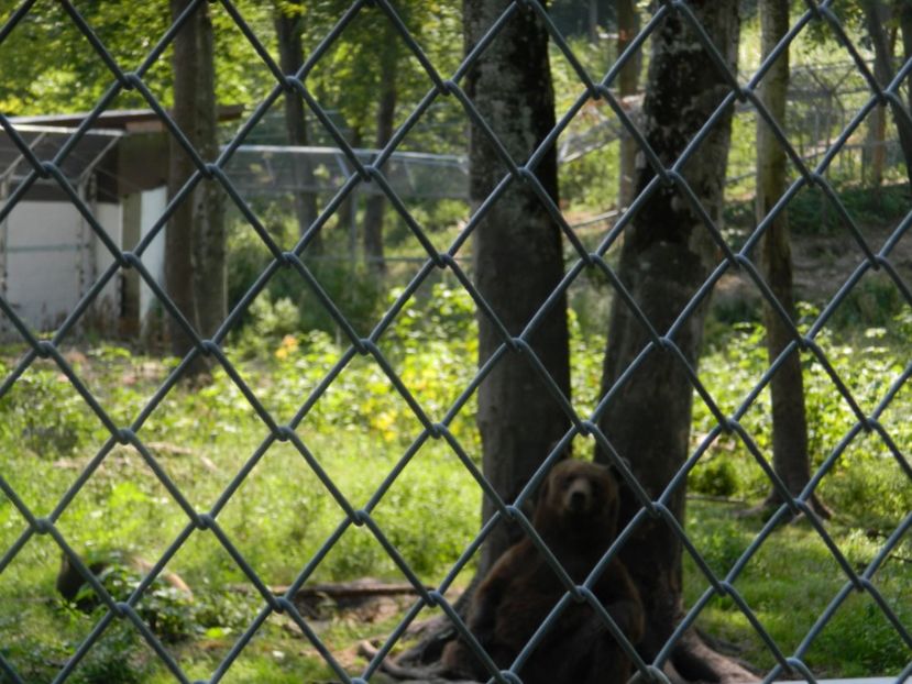  - 2017 ZOO BRASOV