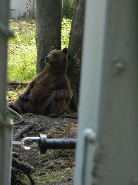  - 2017 ZOO BRASOV