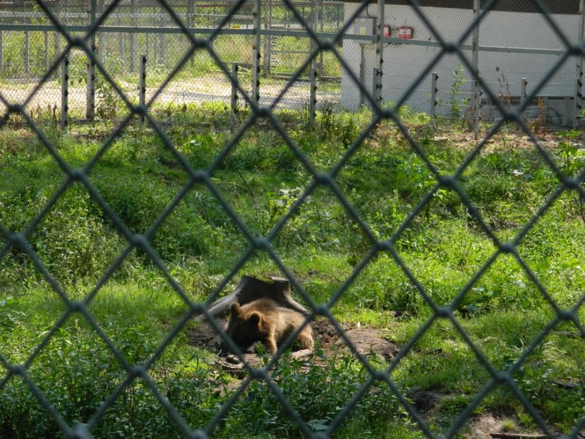  - 2017 ZOO BRASOV