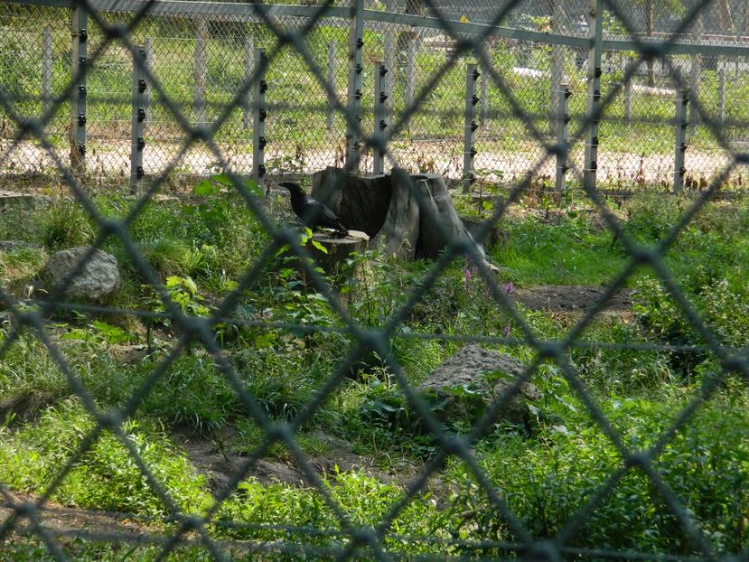  - 2017 ZOO BRASOV