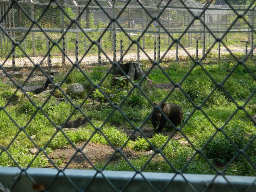  - 2017 ZOO BRASOV