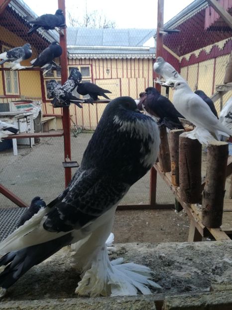  - GUSATI DE POMERANIA