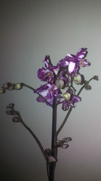  - Orhideea 2014-2018