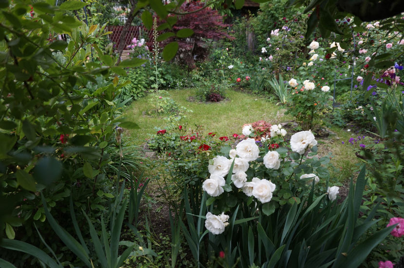 Innocencia - 0 Top trandafiri floribunda