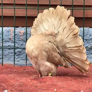 110050442_LKHQFPZ3 - VOLTATI