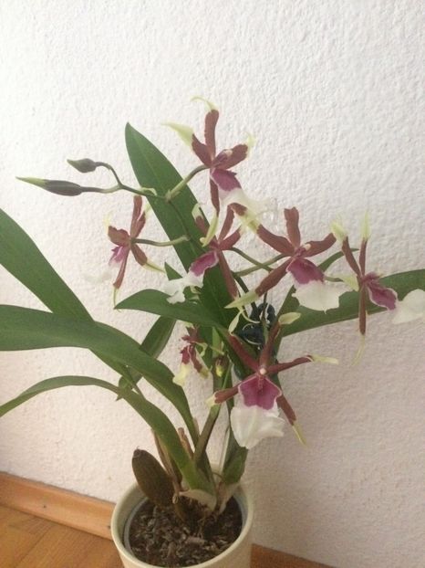 19.12.2017 - 9-Orchideele mele