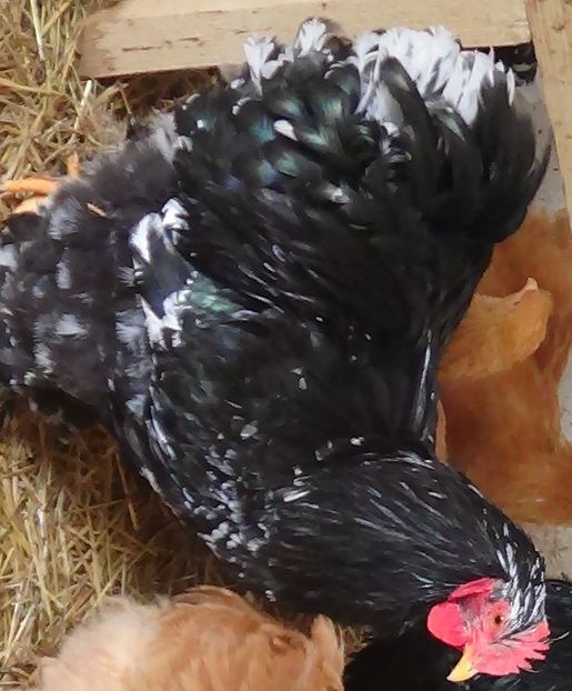  - Cochinchina bobat 2018