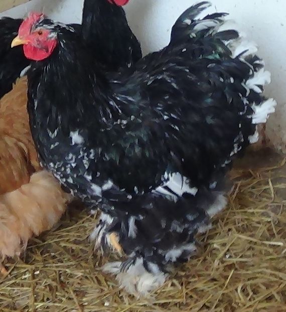  - Cochinchina bobat 2018