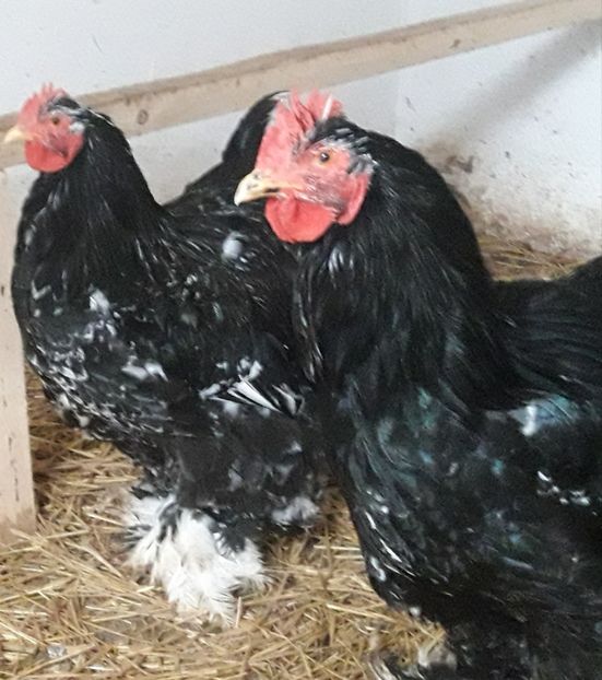  - Cochinchina bobat 2018