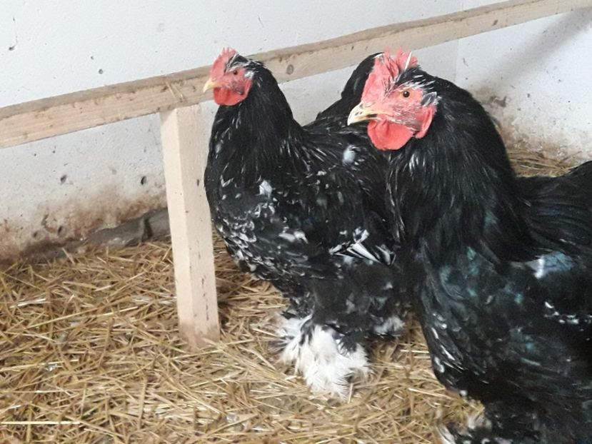  - Cochinchina bobat 2018