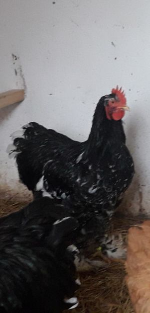  - Cochinchina bobat 2018