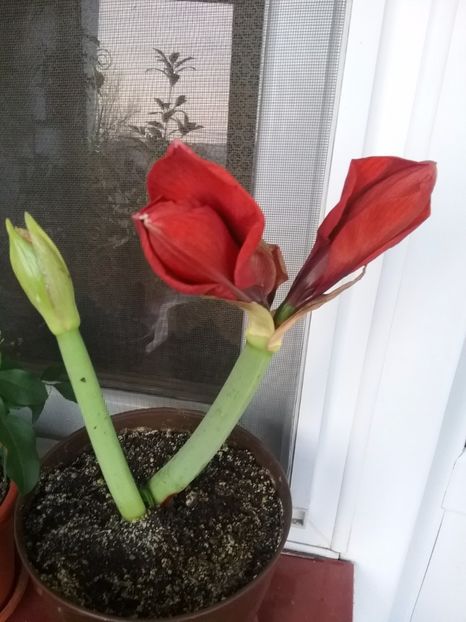  - Amaryllis